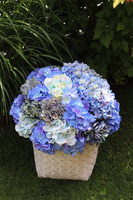 Fortuna Blue, hortensje w plecionym koszu, wys.54cm 