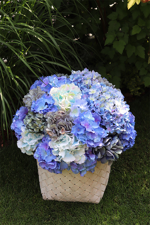 Fortuna Blue, hortensje w plecionym koszu, wys.54cm 