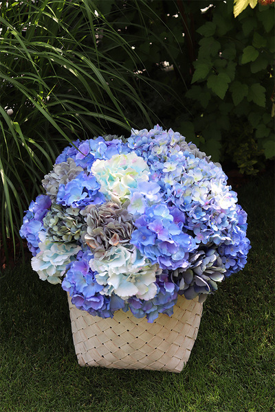 Fortuna Blue, hortensje w plecionym koszu, wys.54cm 