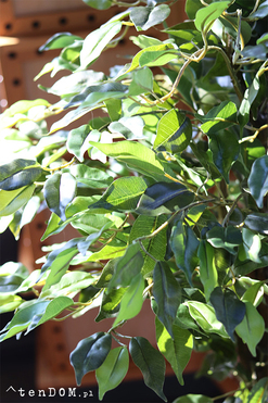 Fikus Benjamin E, sztuczna roślina w doniczce, wys.130cm