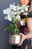 Nerita Gold, storczyk w szklanym naczyniu, wys.47cm