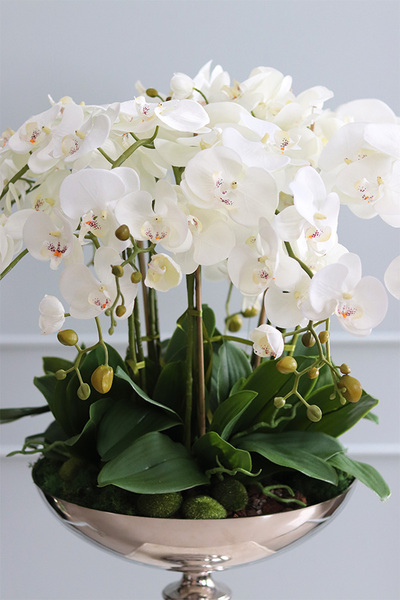 elegancki storczyk w pucharze, Silverito, wys.86cm