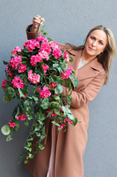 Pelargonia Basic, kwiaty w wiszącej donicy