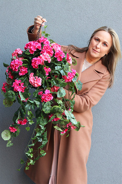 Pelargonia Basic, kwiaty w wiszącej donicy, dł.75cm