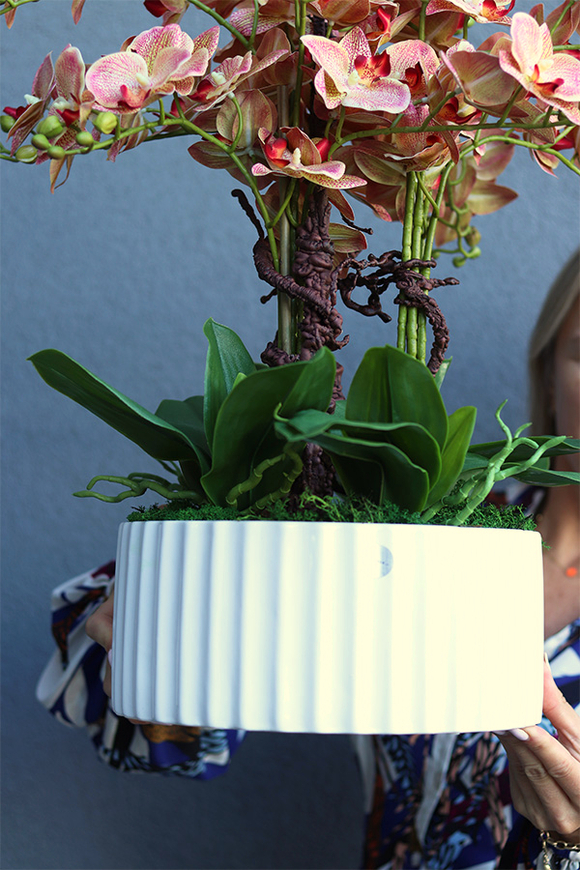 Nullina Granada Melitea, gumowy storczyk w białej misie