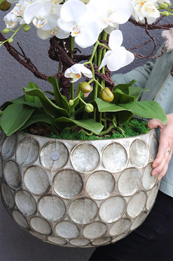 Bellista Silver, sztuczny storczyk w metalowej donicy, wys.96cm