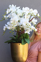 Złoty Puchar, storczyk w pucharze