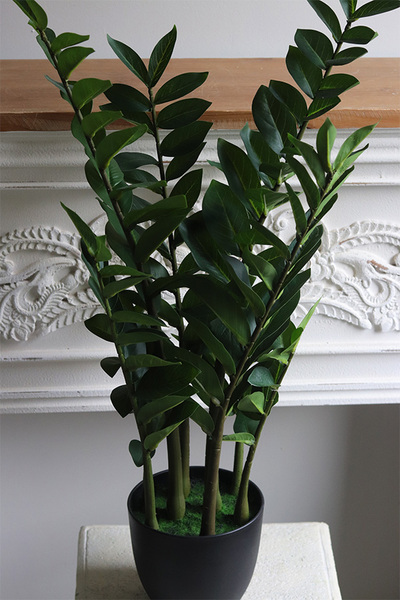 Zamiokulkas, wysokiej jakości sztuczna roślina