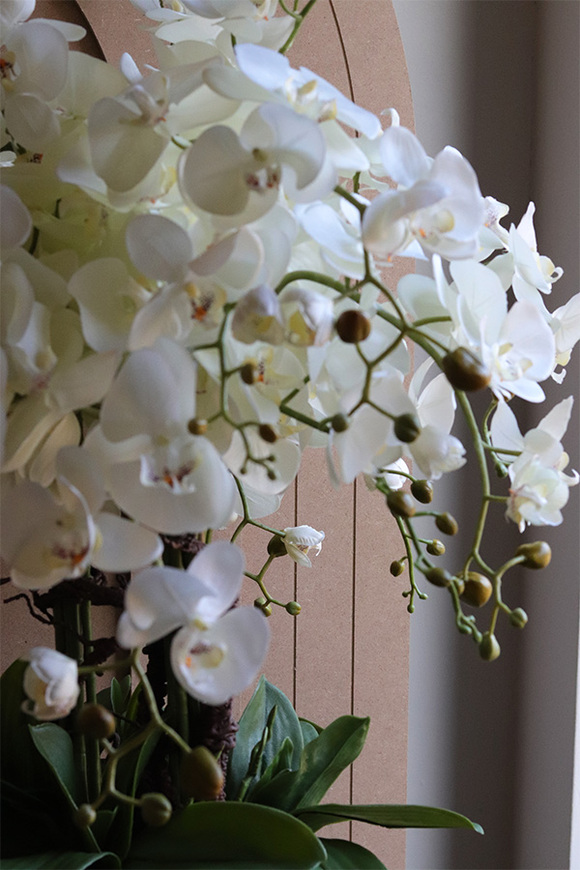 Saute Orchid, storczyk do Twojej donicy