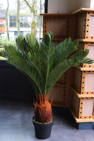 Cykas, sztuczna roślina w osłonce