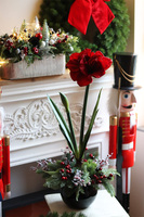 Amarylis Black Glamour, kompozycja zimowa