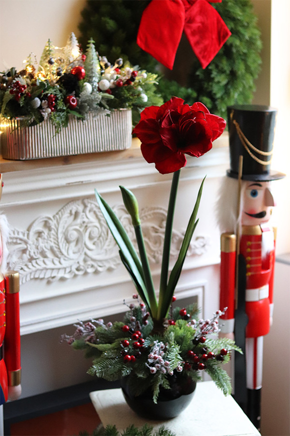 Amarylis Black Glamour, kompozycja zimowa