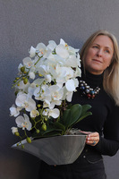 Silveris, elegancki storczyk w srebrnej osłonce