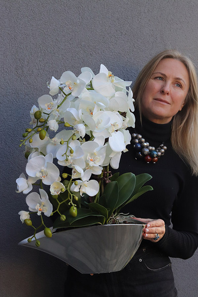 Silveris, elegancki storczyk w srebrnej osłonce