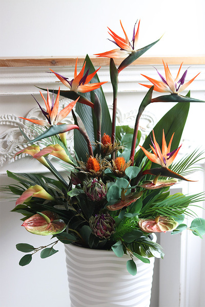 Bahama Gizelle, strelicja w wysokiej donicy