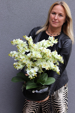 Pistacjowy, wysokiej jakości barwny sztuczny storczyk, wym.50cm