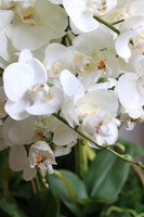 efektowny storczyk w metalowej misie, Ferrata Gold 2 Big