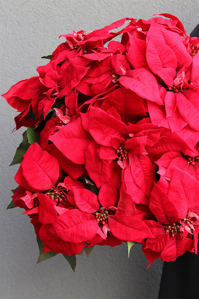  Gwiazda Betlejemska Pucharina, sztuczna roślina w donicy