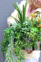 Greenede, kompozycja sukulenty w czarnej donicy, wys.40cm