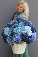 Navy Blue Provance, kosz z hortensjami