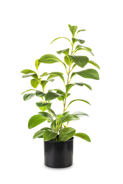 Peperomia, sztuczna roślina w osłonce / donicy, wym.42x25x15cm