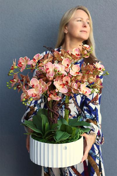 Nullina Granada Melitea, gumowy storczyk w białej misie