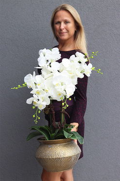 Eduardo Biello, biały storczyk w złotej misie, wys.70cm