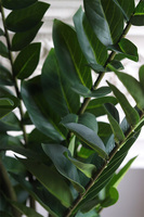 Zamiokulkas, wysokiej jakości sztuczna roślina