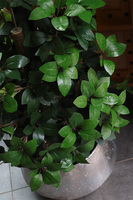 Fikus Formowany Simple Big, sztuczna roślina w donicy