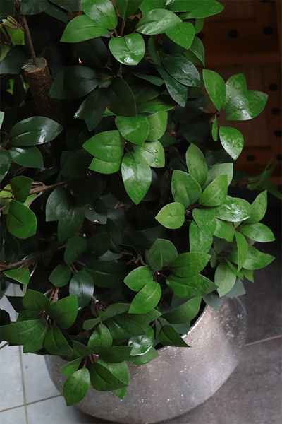 Fikus Formowany Simple Big, sztuczna roślina w donicy