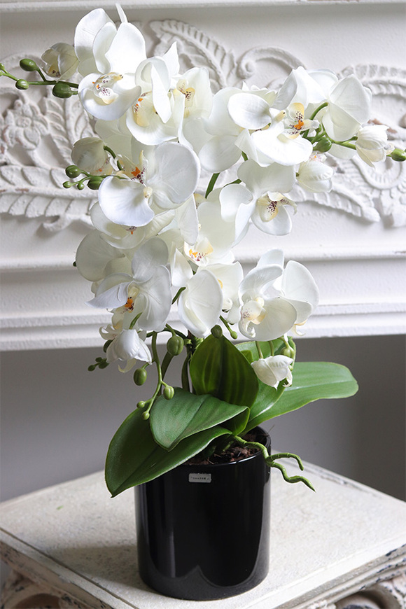 Figaro Black, sztuczny storczyk w czarnej donicy