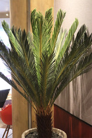 Cykas Ibis Concrete, sztuczna roślina w betonowej donicy