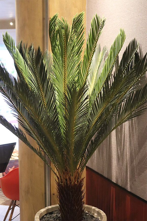 Cykas Ibis Concrete, sztuczna roślina w betonowej donicy