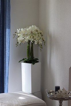 Grande Fiberglass Novelty 2, storczyk w białej donicy z fiberglass (połysk), wys.110cm 