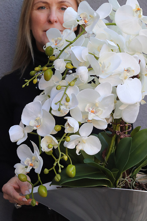 Silveris, elegancki storczyk w srebrnej osłonce