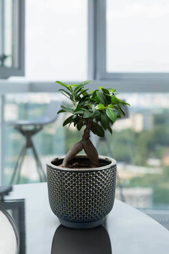 Coraza, osłonka ceramiczna doniczka, wym.16x17cm