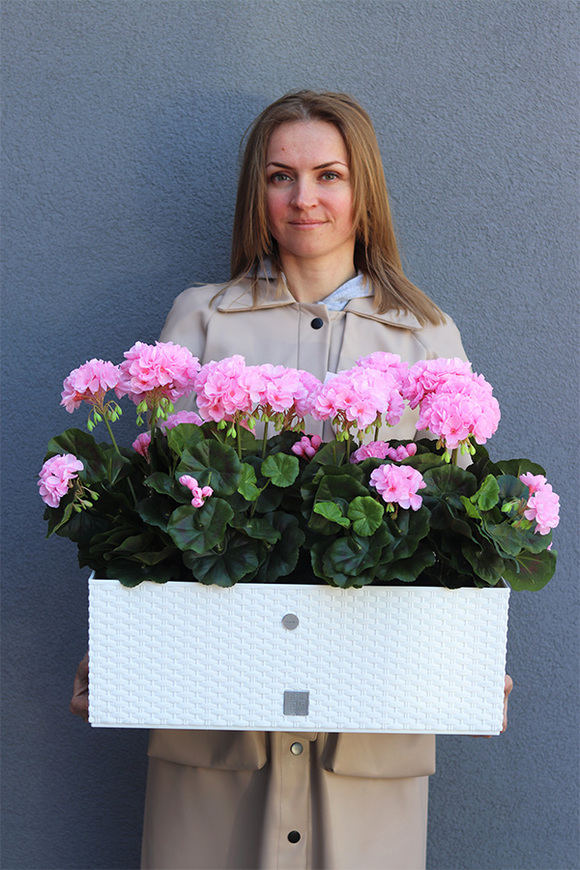 Summer Balcony Pink, różowe pelargonie w skrzynce balkonowej