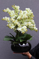 Pistacjowy, wysokiej jakości barwny sztuczny storczyk, wym.50cm