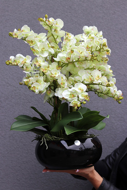 Pistacjowy, wysokiej jakości barwny sztuczny storczyk, wym.50cm