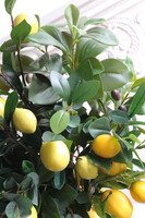 Sicilia Lemon, kompozycja kwiatowa w wazonie