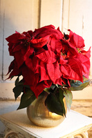 Gwiazda Betlejemska Goldena, wysokiej jakości sztuczna roślina, wym.45x40cm, dostępna jedna sztuka