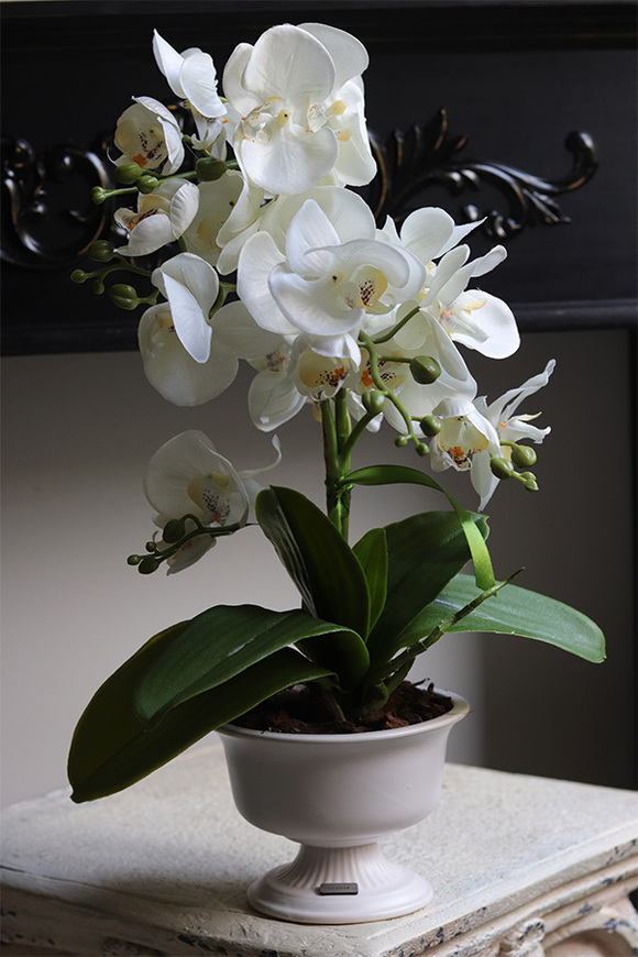 White Ledireta, storczyk w ceramicznym pucharze