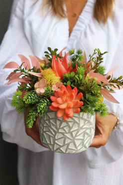 Kledia, sukulenty w nowoczesnej donicy, wys.27cm