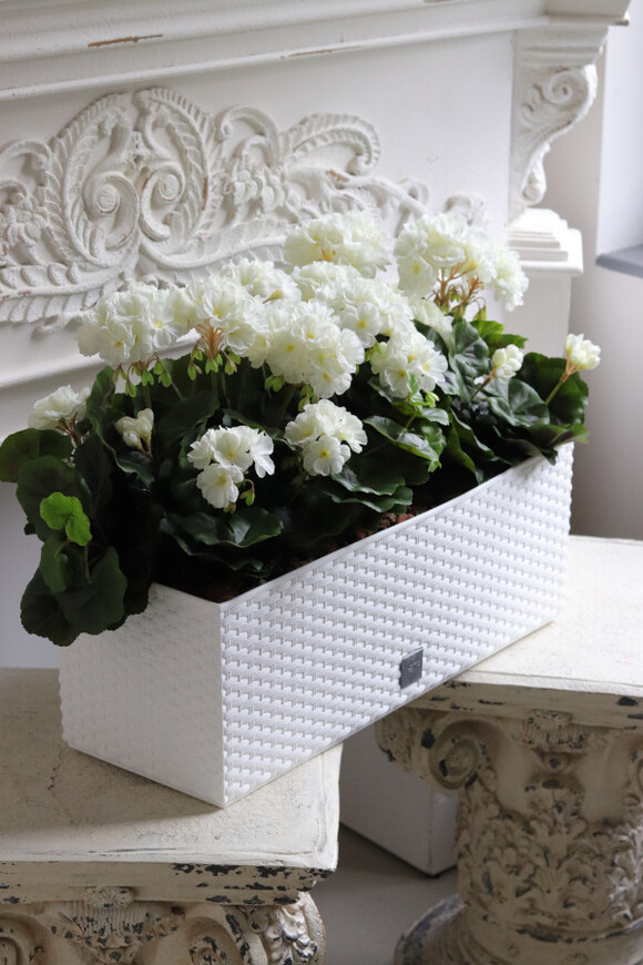 Summer Balcony, białe pelargonie w skrzynce balkonowej