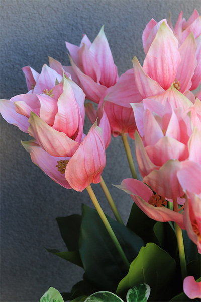 Medinilla Fiberglass, podłogowa dekoracja kwiatowa