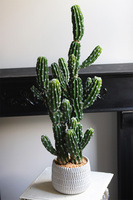 Kaktus Mexico New, sztuczna roślina