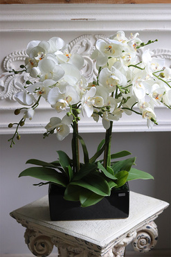 Black Panter, sztuczny storczyk w prostokątnej donicy, wys.56cm