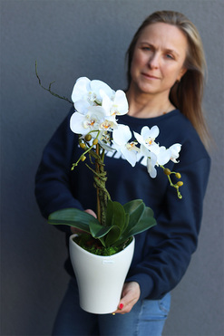 storczyk Mallona 2 w ceramicznej doniczce, wys.60cm