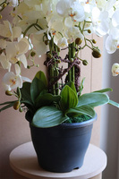 Saute Orchid, storczyk do Twojej donicy