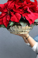 Gwiazda Betlejemska Gold Deco, wysokiej jakości sztuczna roślina